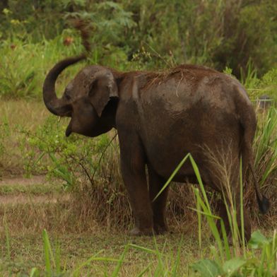 Olifant in Sri Lanka